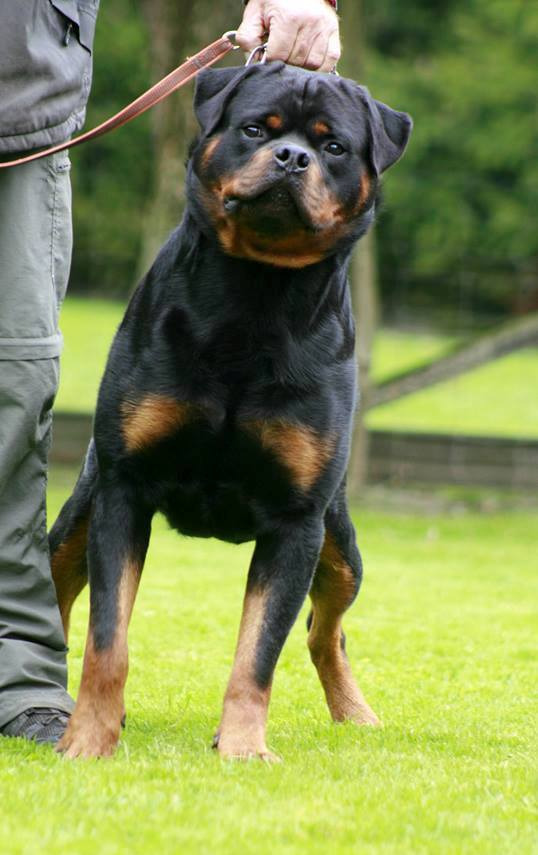 Duke von der Scherau